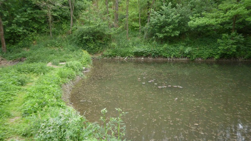 Po několika metrech dojdeme k rybníčku, který je napájen vodou z pramene "Svatá voda".