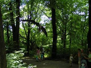 Nálet Pterodona.