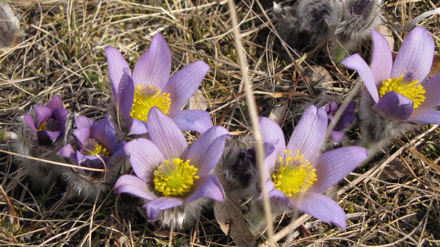 Koniklec velkokvětý (Pulsatilla grandis)