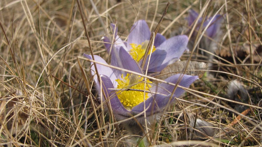 Koniklec velkokvětý (Pulsatilla grandis)