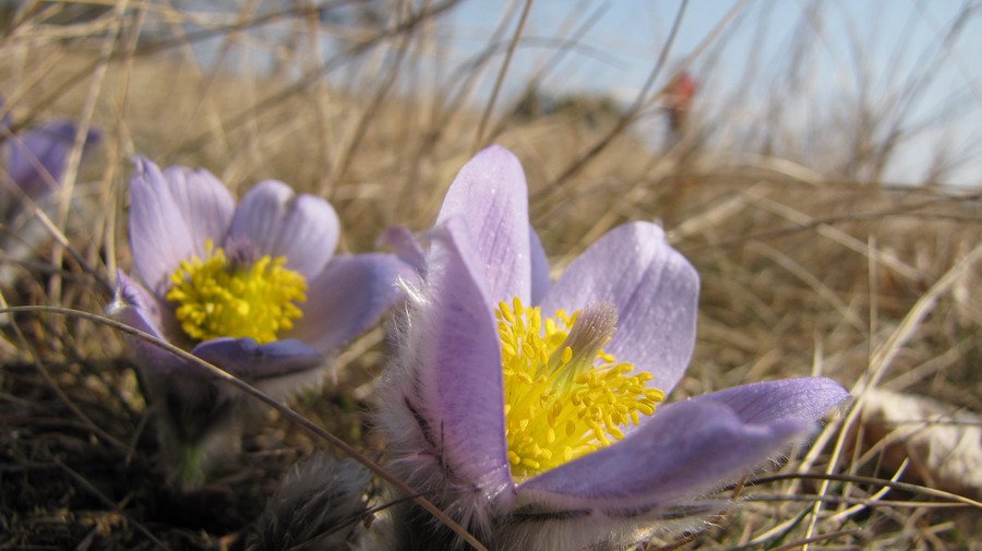 Koniklec velkokvětý (Pulsatilla grandis)