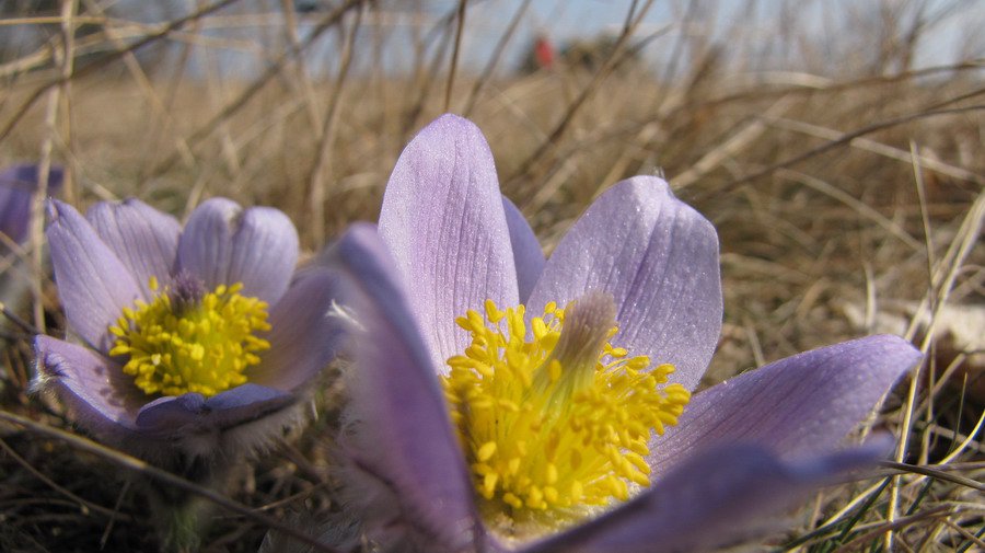 Koniklec velkokvětý (Pulsatilla grandis)