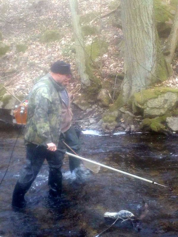Jarní přelovení na Chvojnici